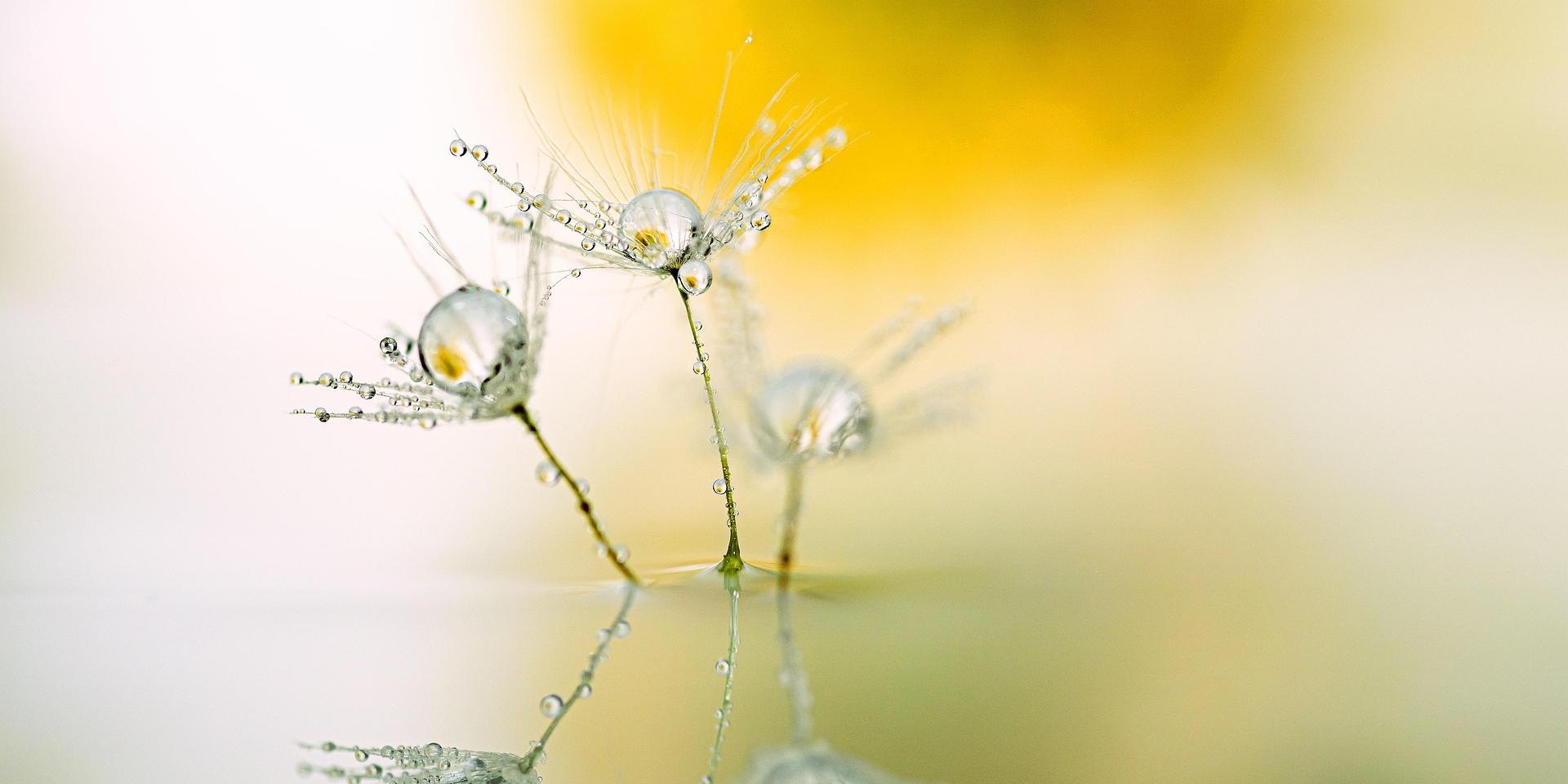 dandelion-5010863_1920