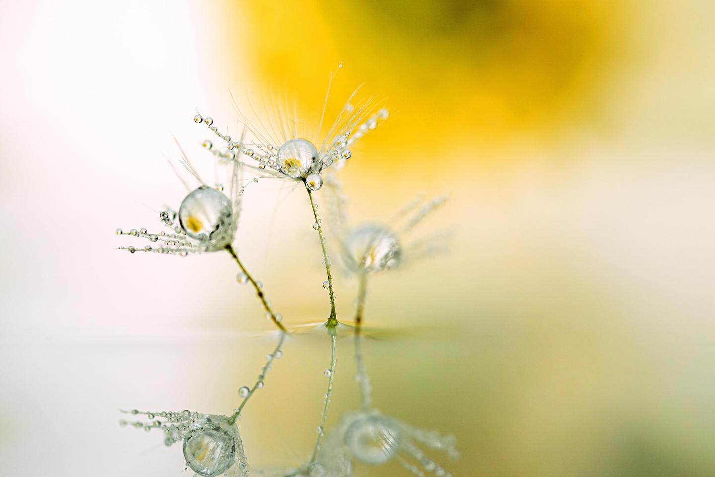 dandelion-5010863_1920