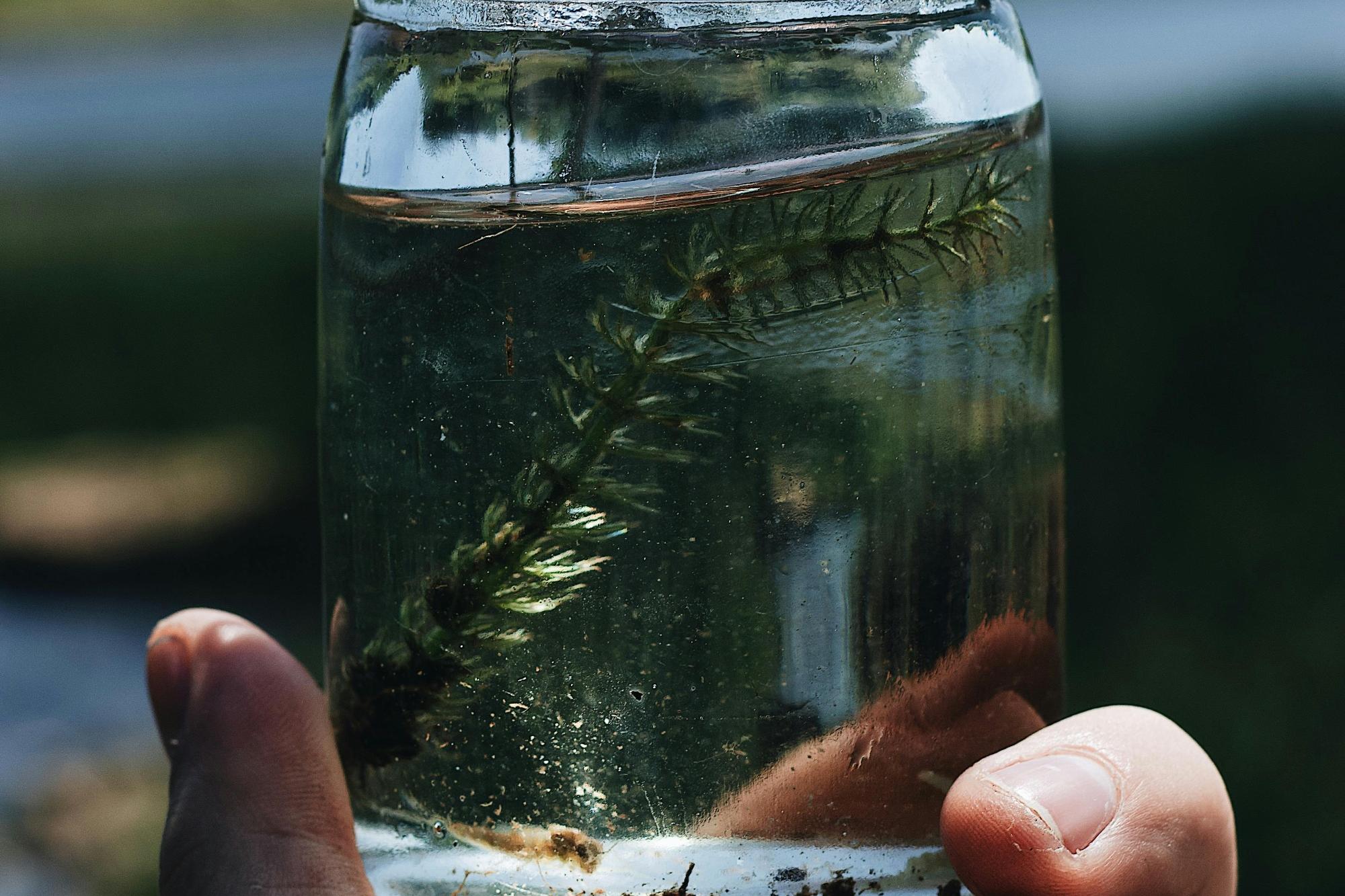 Wassertierchen