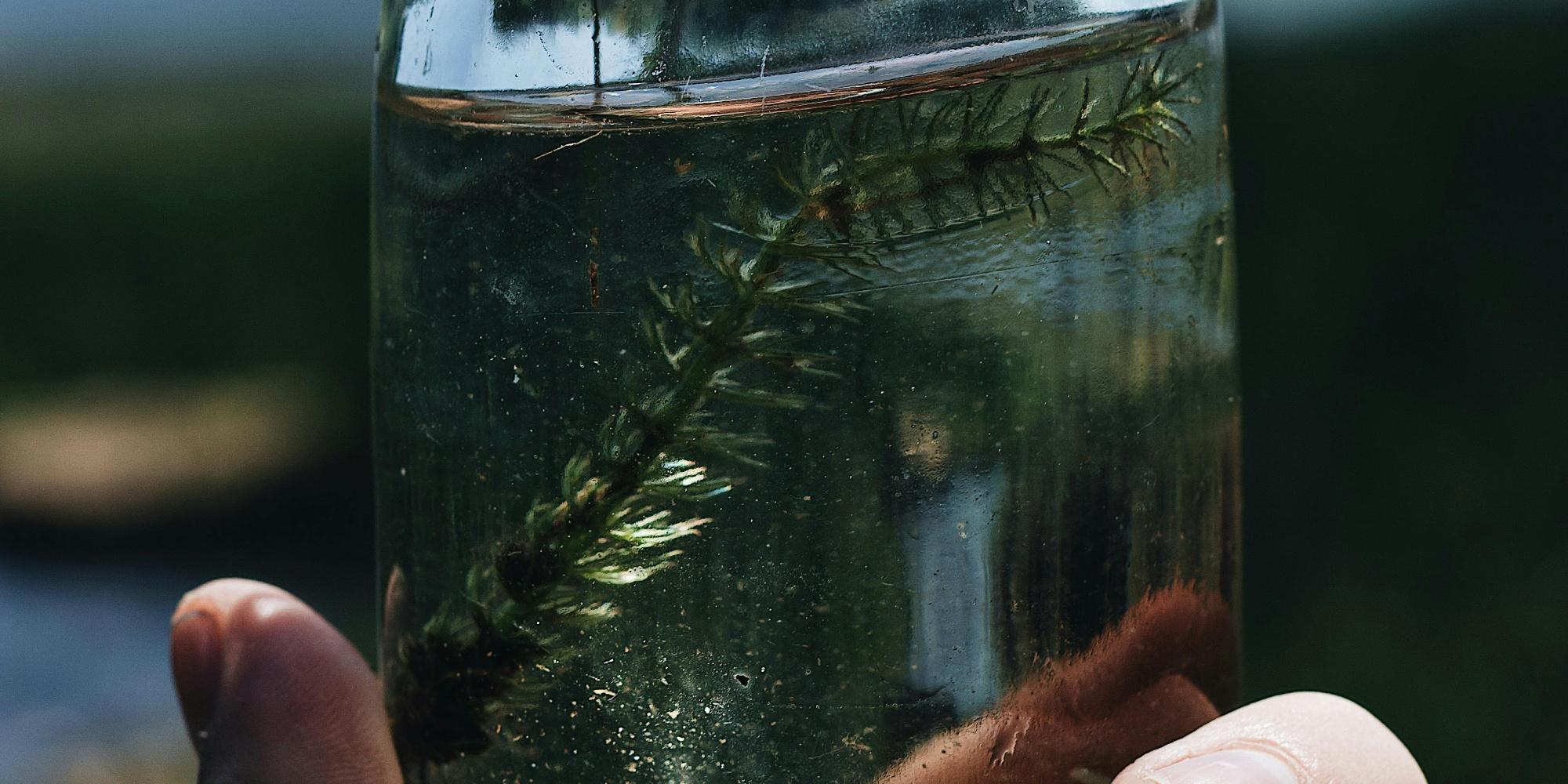 Wassertierchen