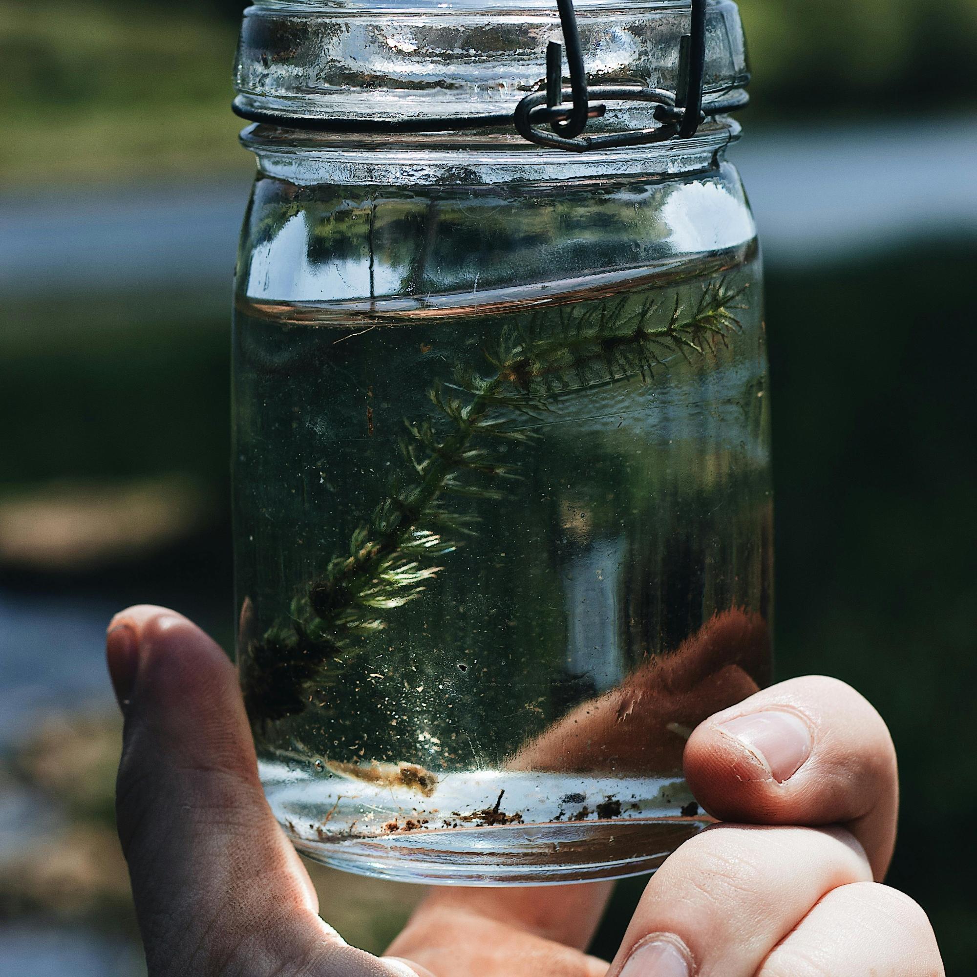 Wassertierchen